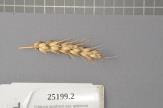 Click for 1 image(s) for this accession. Spike
